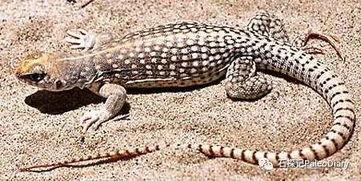 8月神奇动物爆料最新,神秘生物齐聚,奇幻世界再掀波澜 第3张 8月神奇动物爆料最新,神秘生物齐聚,奇幻世界再掀波澜 第3张